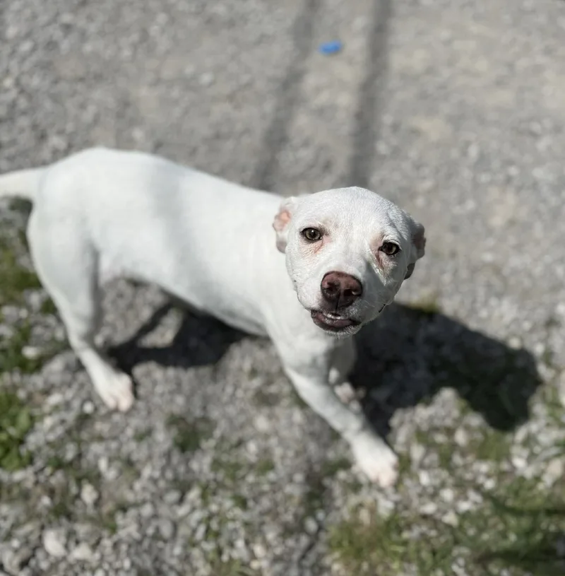 A young medium-sized male White / Cream Mixed Breed dog named Opie for adoption in Leitchfield, KY