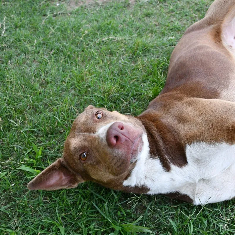 Crouton thumbnail 2