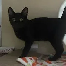 A baby small-sized male Black Domestic Short Hair cat named Mowgli for adoption in Jeffersonville, IN