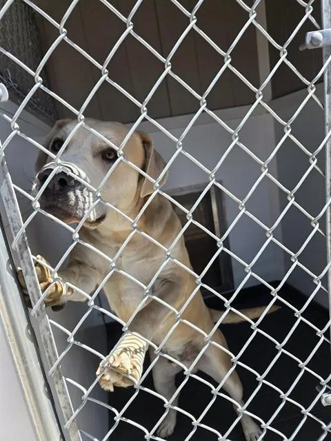 An adult large-sized male Labrador Retriever dog named Jurassic for adoption in Casper, WY