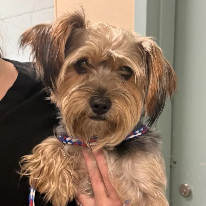 An adult small-sized male Yorkshire Terrier dog named Flint for adoption in Tacoma, WA