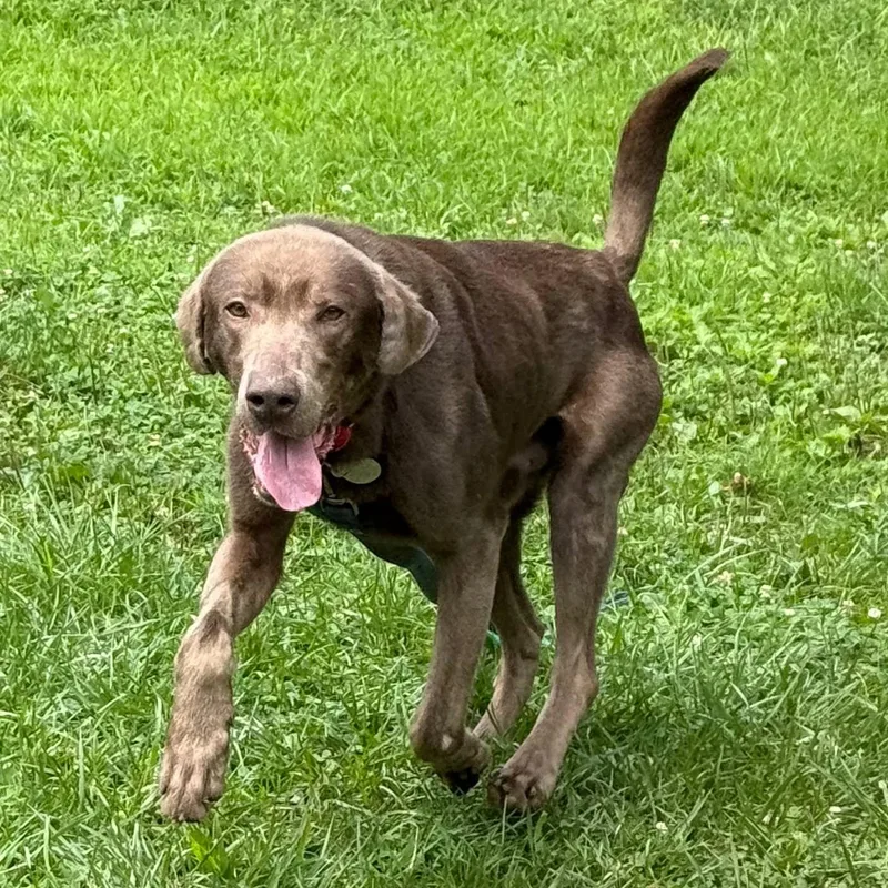 An adult large-sized male Gray / Blue / Silver Labrador Retriever dog named Boris for adoption in Phoenixville, PA