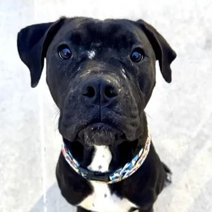 A young medium-sized female Cane Corso dog named Keke for adoption in The Colony, TX