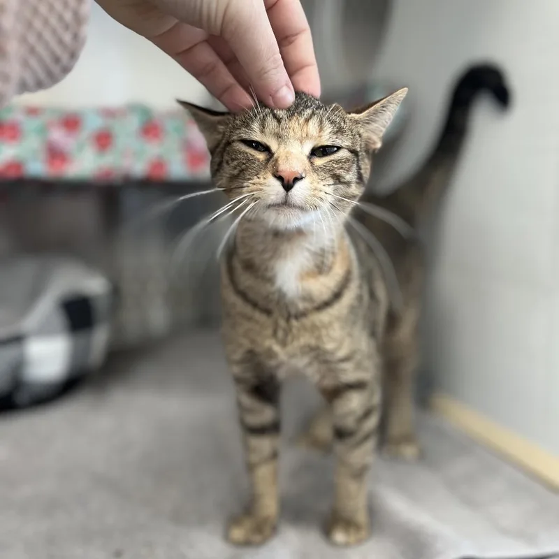 A young medium-sized female Brown / Chocolate American Shorthair cat named Mamamegatron for adoption in Lynchburg, VA