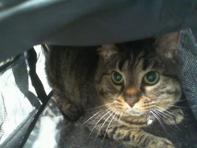 An adult small-sized female Domestic Short Hair cat named Lucky for adoption in Charlotte, NC