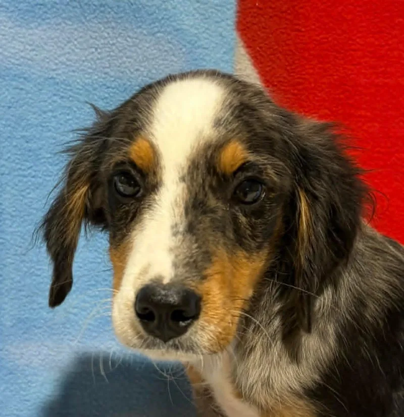 A baby small-sized male Australian Shepherd dog named Levi for adoption in Celina, OH