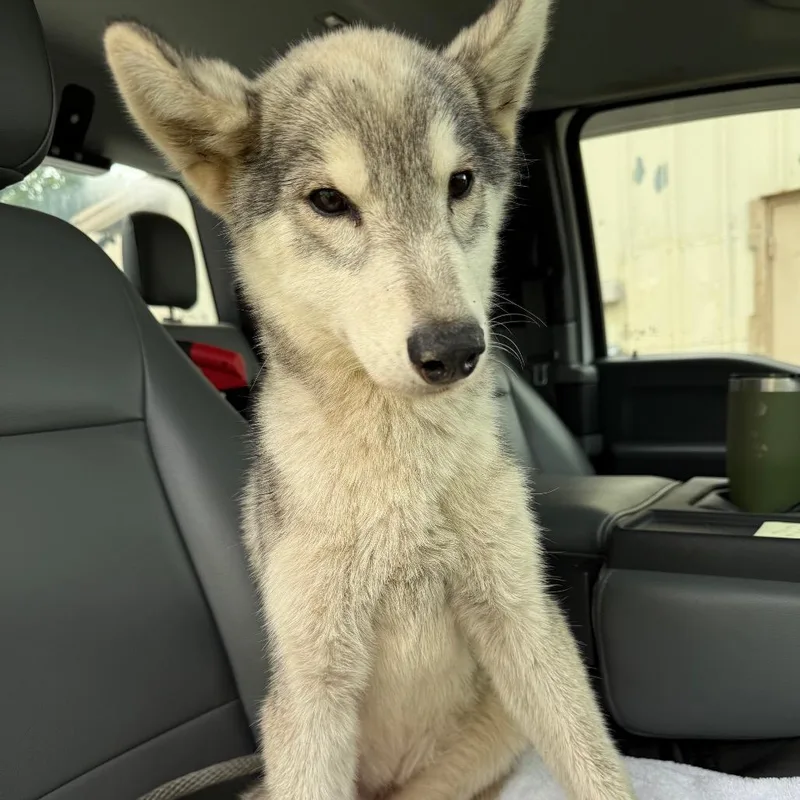 A young medium-sized female White / Cream Husky dog named Zena for adoption in Millen, GA