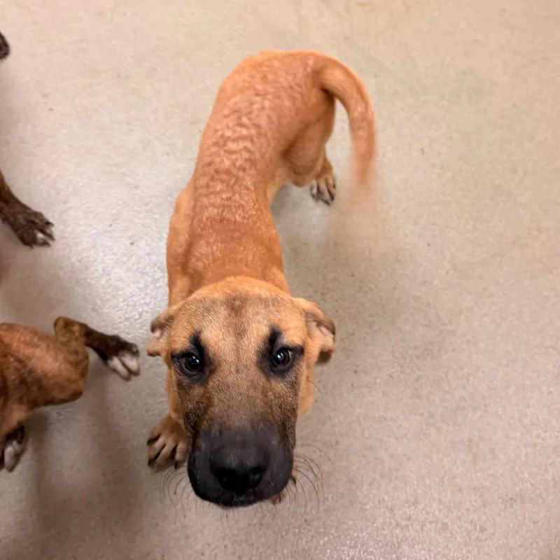 A young medium-sized male Hound dog named ObiWan for adoption in Lynchburg, VA