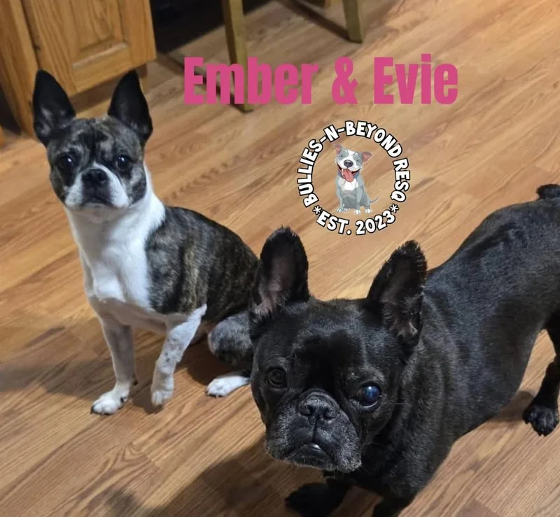 A senior small-sized female Black French Bulldog dog named Evie for adoption in Omaha, NE
