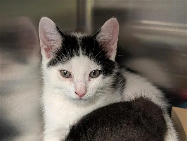 A baby small-sized male White Domestic Short Hair cat named Momo for adoption in Tavares, FL