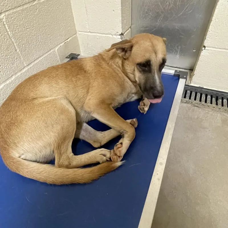 An adult medium-sized male Shepherd dog named Ed for adoption in Palestine, TX
