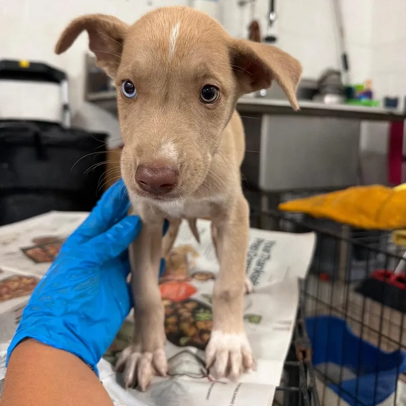 A baby large-sized female Great Dane dog named Regina for adoption in Edinburg, TX