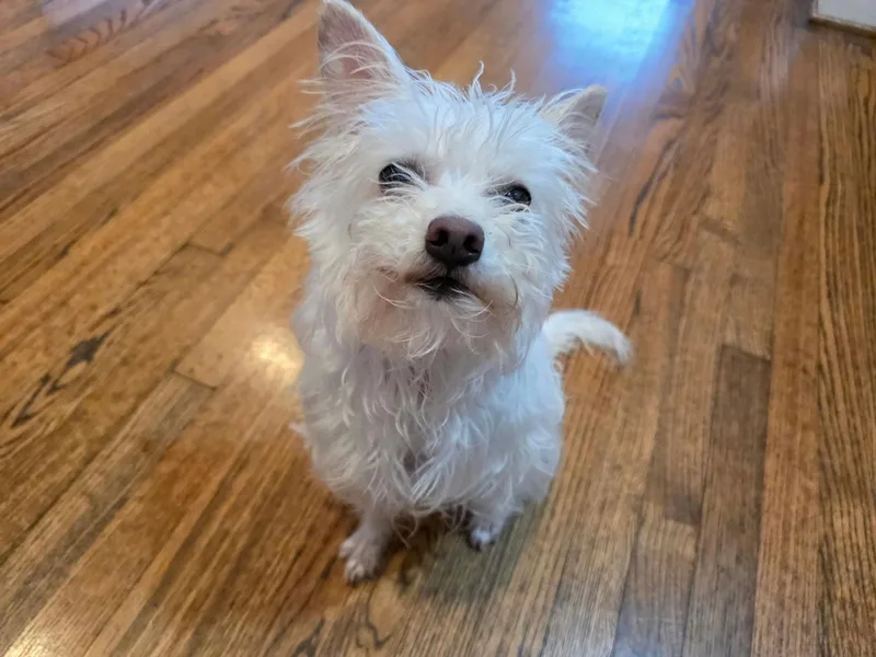 An adult small-sized female White / Cream Terrier dog named Rosie for adoption in Houston, TX