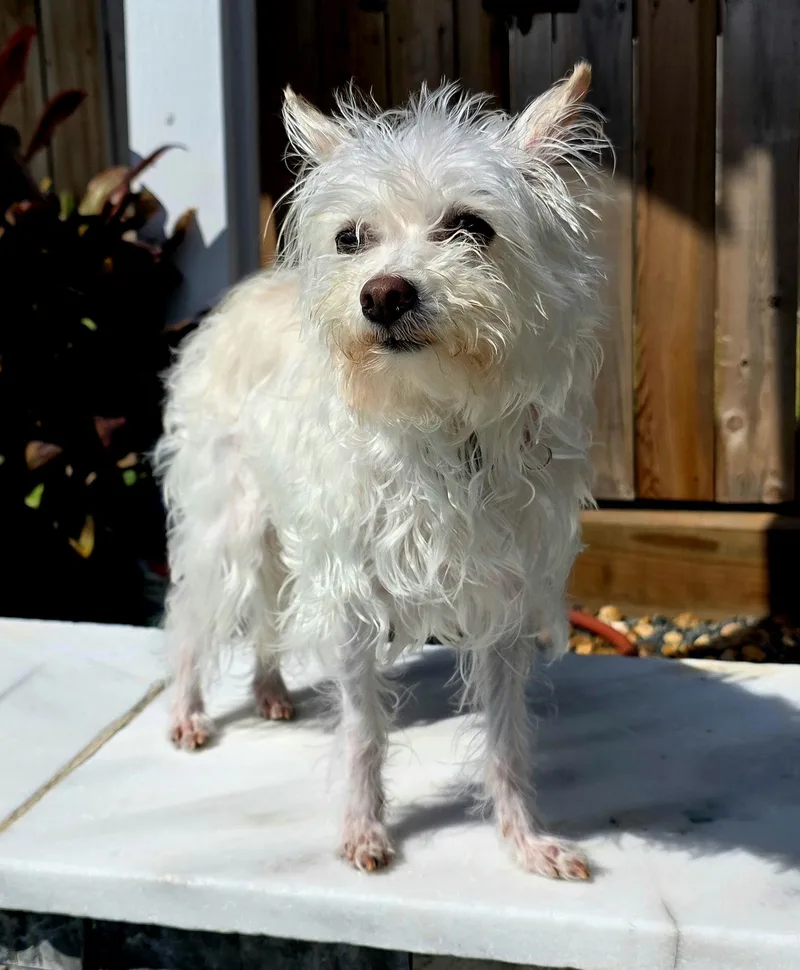 Rosie thumbnail 3