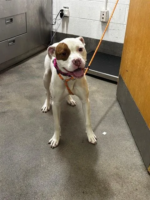 A young medium-sized female Staffordshire Bull Terrier dog named Galactic for adoption in Upper Marlboro, MD