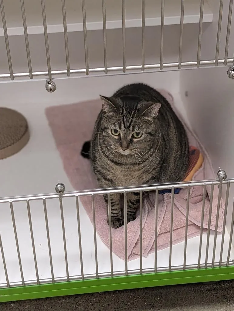 An adult small-sized female Domestic Short Hair cat named Tt for adoption in Greenfield, IN