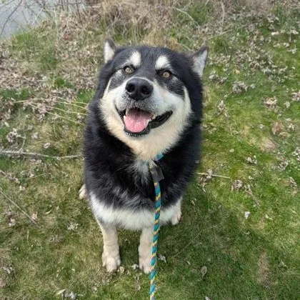 An adult extra large-sized male Alaskan Malamute dog named Dakota for adoption in Philadelphia, PA
