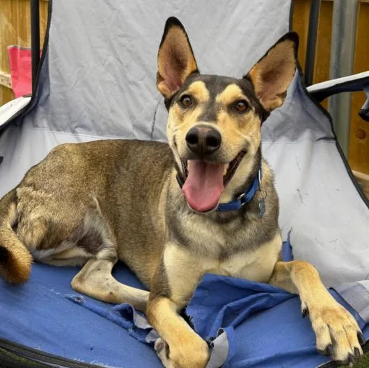 An adult large-sized male Tricolor (Brown, Black, & White) Ibizan Hound dog named Buster for adoption in Naperville, IL