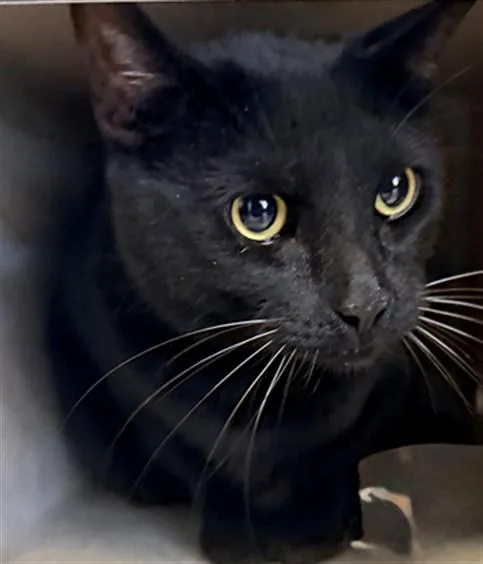 An adult medium-sized male Domestic Short Hair cat named Sylvester for adoption in Lancaster, CA