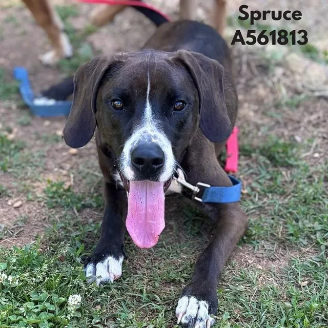 A young medium-sized male Pit Bull Terrier dog named Spruce for adoption in Huntsville, AL