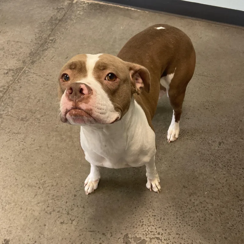 A young medium-sized female Brown / Chocolate Mixed Breed dog named Bodie for adoption in Mishawaka, IN