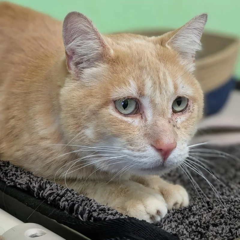 A senior large-sized male Orange / Red Domestic Short Hair cat named Curly for adoption in Spokane, WA