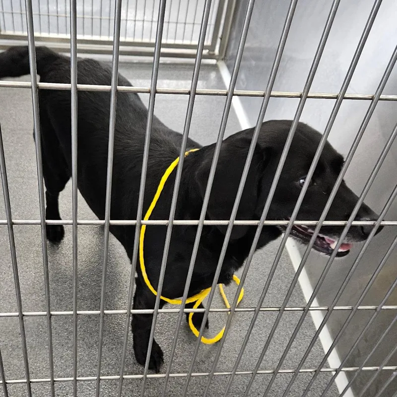 An adult medium-sized male Black Labrador Retriever dog named Winston for adoption in Montgomery, AL