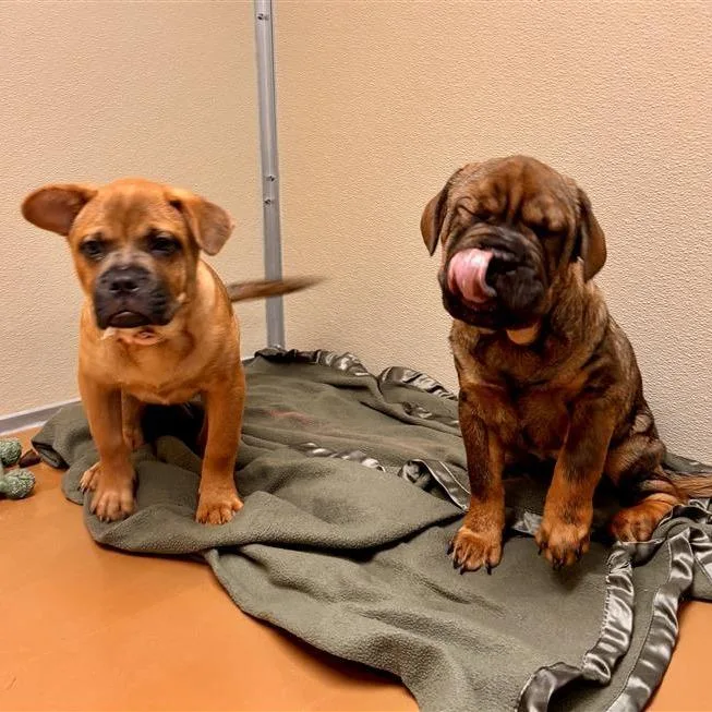 A baby small-sized female Yellow / Tan / Blond / Fawn Shar-Pei dog named Koraline for adoption in Tempe, AZ