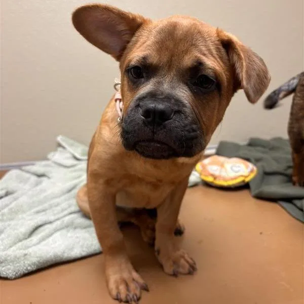 Koraline thumbnail 2