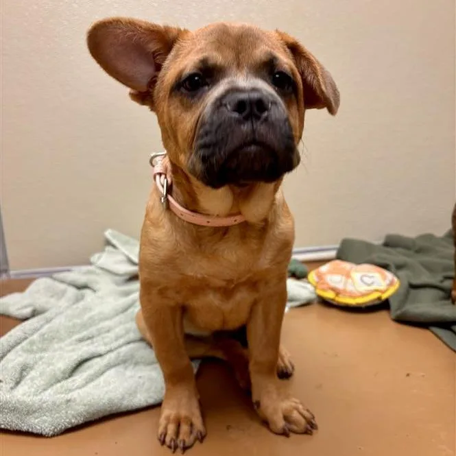 Koraline thumbnail 3