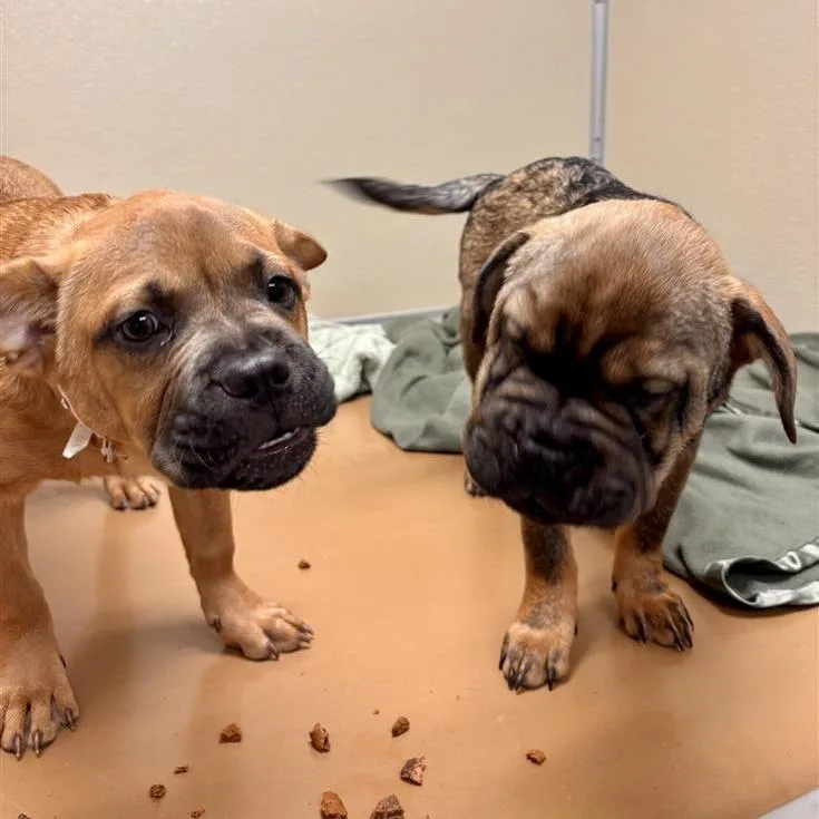 Koraline thumbnail 4