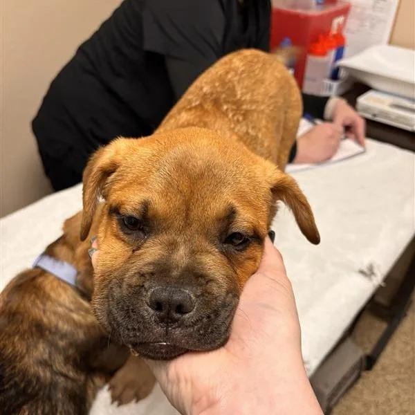 Koraline thumbnail 5