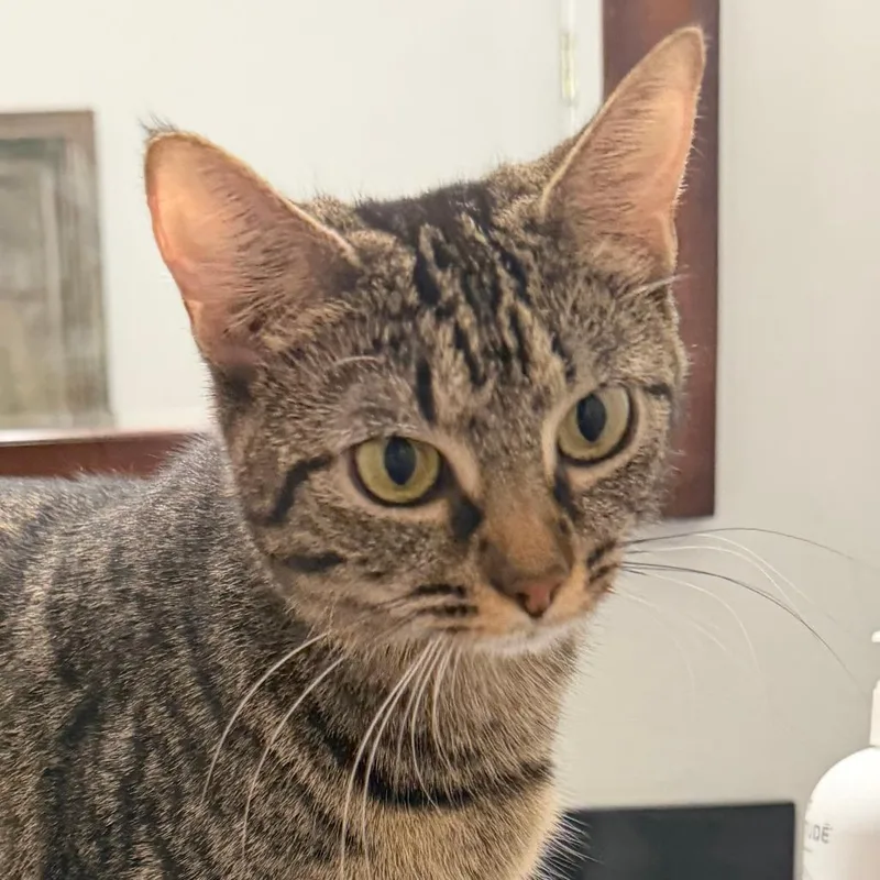 An adult medium-sized female Domestic Short Hair cat named Bunny for adoption in Cumming, GA