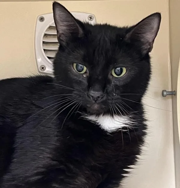 A young medium-sized female Domestic Short Hair cat named Mercedes for adoption in Silverdale, WA