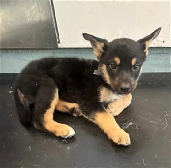 A baby small-sized female German Shepherd Dog dog named Roxy for adoption in Lancaster, CA