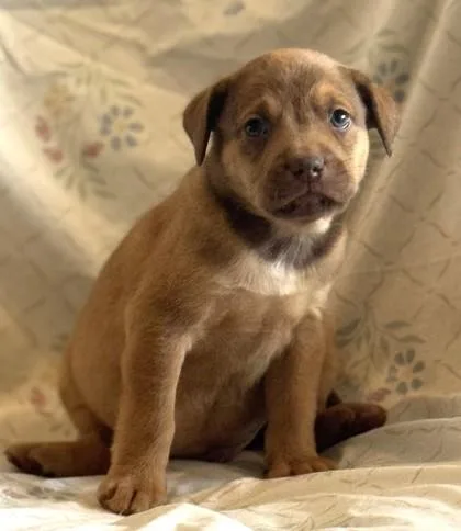 A baby medium-sized male Hound dog named Tanner for adoption in Madison, NJ