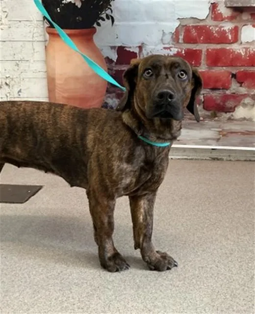 A young medium-sized female Dachshund dog named Claudia for adoption in San Bernardino, CA