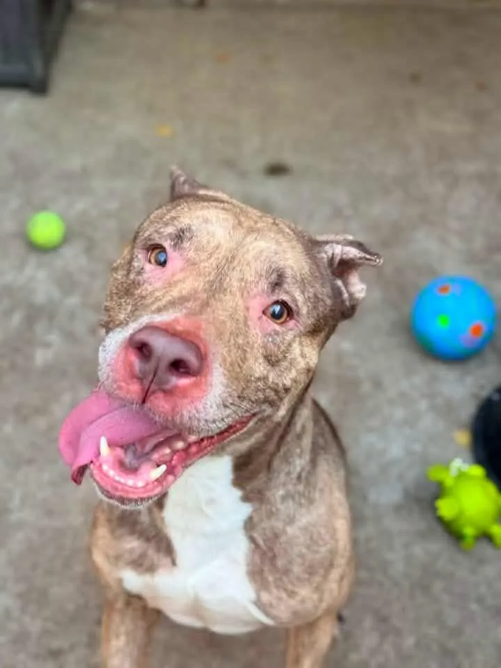 An adult medium-sized female Brindle Pit Bull Terrier dog named Illy for adoption in Chicago, IL