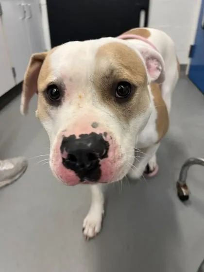 A young large-sized female Mixed Breed dog named Taylor Sniff for adoption in Seattle, WA