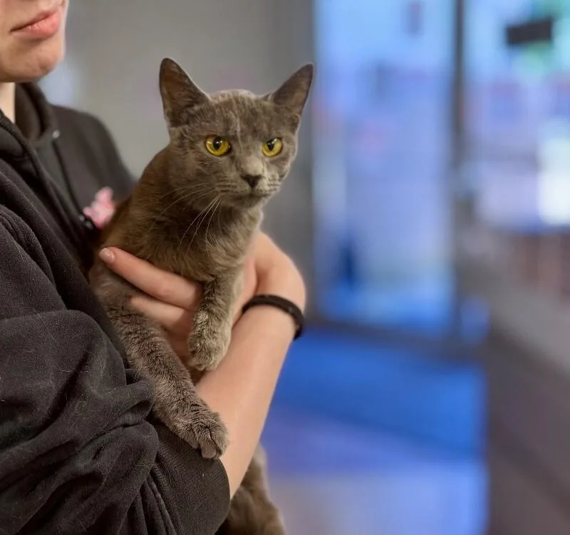 An adult medium-sized female Gray / Blue / Silver Domestic Short Hair cat named Cinnamon for adoption in Wooster, OH