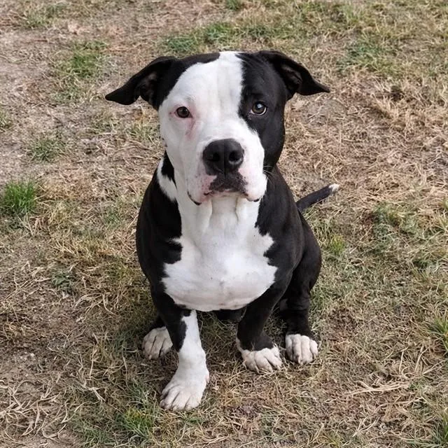 A young medium-sized male Pit Bull Terrier dog named River for adoption in Riverside, CA