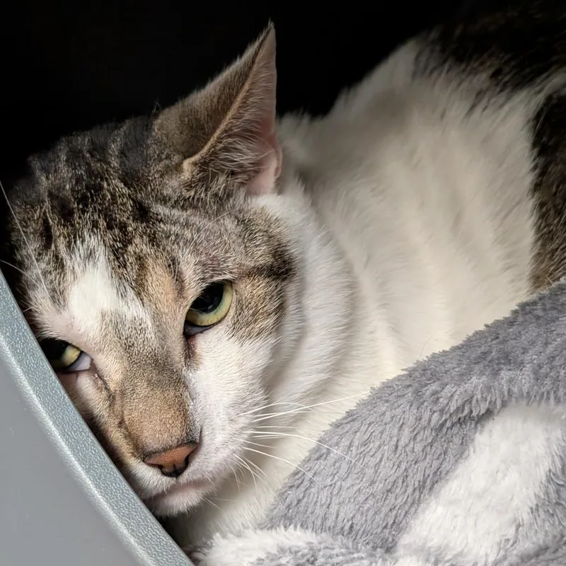 An adult large-sized male White Domestic Short Hair cat named Archibald for adoption in Titusville, FL