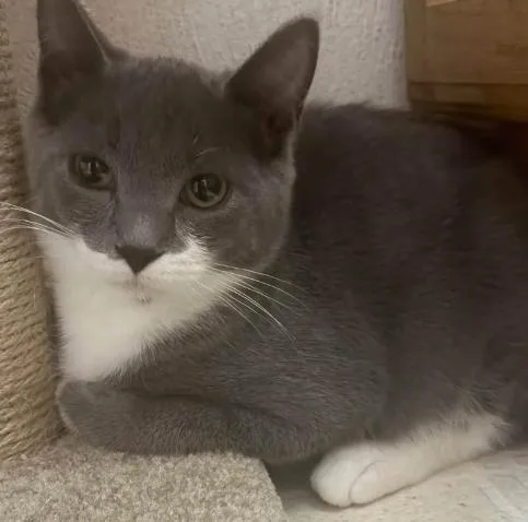 A baby medium-sized female Domestic Short Hair cat named Jessa for adoption in Battle Creek, MI