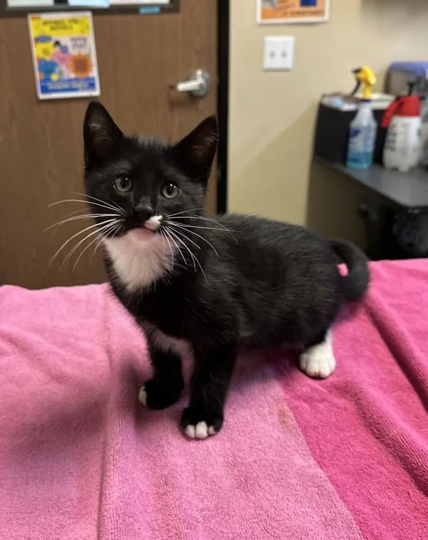 A baby small-sized male Domestic Long Hair cat named Josh for adoption in Oceanside, CA