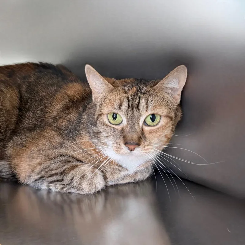 A young small-sized female Domestic Short Hair cat named Merida for adoption in State College, PA