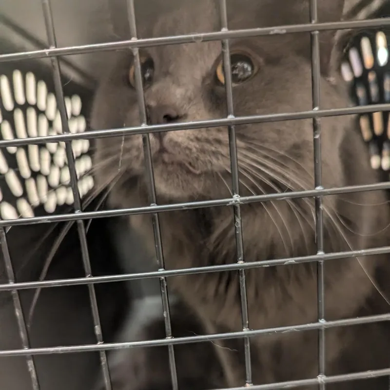 An adult medium-sized female Gray / Blue / Silver Domestic Long Hair cat named Sterling for adoption in Charlottesville, VA