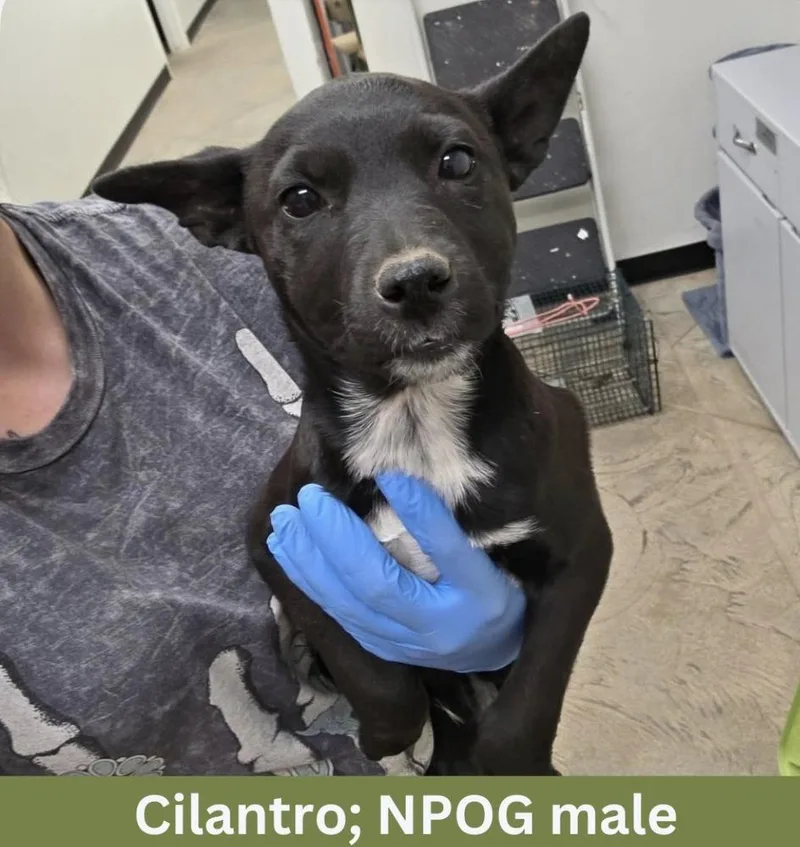 Cilantro thumbnail 2