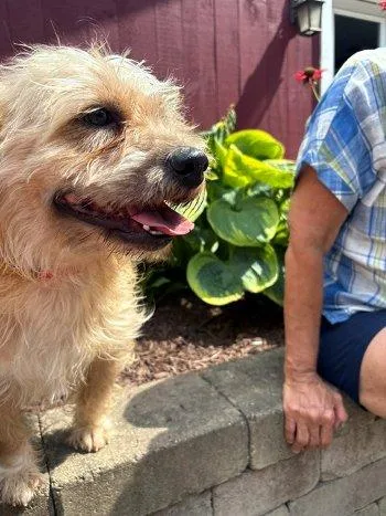 A young medium-sized male Yellow / Tan / Blond / Fawn Norfolk Terrier dog named Benji for adoption in Bedford Hills, NY