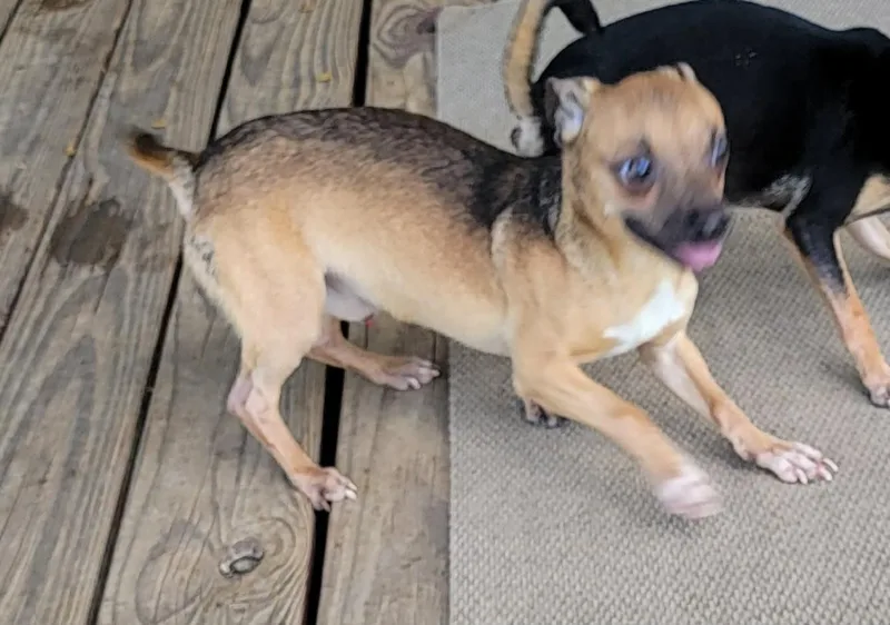 An adult small-sized male Bicolor Chihuahua dog named Archie for adoption in Van Alstyne, TX