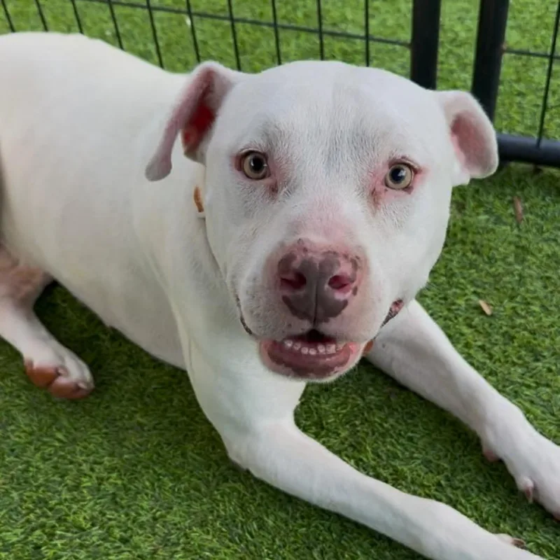 An adult large-sized female White / Cream Pit Bull Terrier dog named Flaco for adoption in Tampa, FL